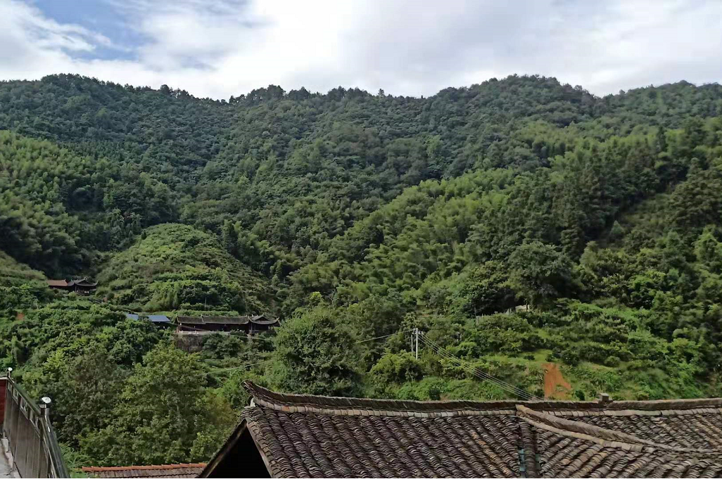黔阳瞐安江松林基地