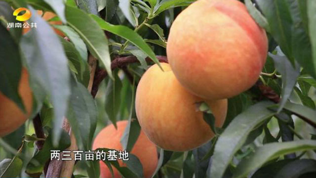 洪江市禹甜科技有限公司,农产品的批发零售